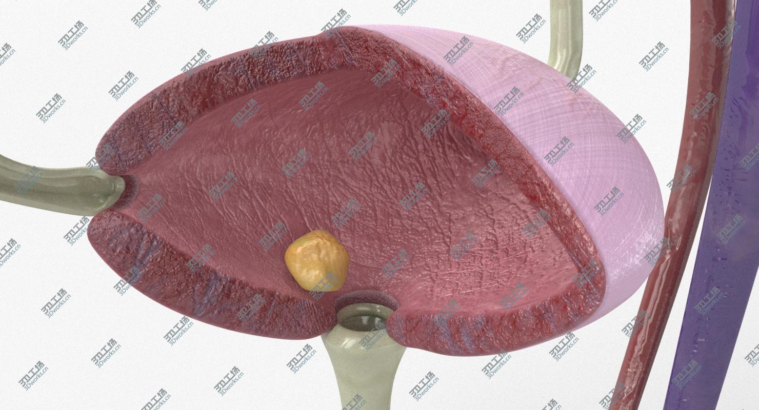 images/goods_img/2021040164/3D Female Urinary Tract/4.jpg